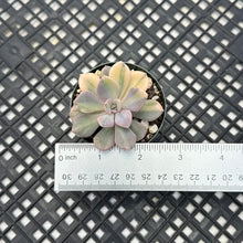 Load image into Gallery viewer, Graptoveria ‘Debbie’ Variegated