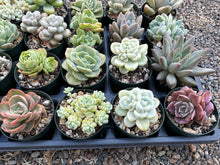 Load image into Gallery viewer, #PBT-E2 Assorted 2-2.5” premium succulents. Echeveria, Crested, Graptoveria, Sedum, Variegated