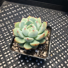 Load image into Gallery viewer, Echeveria ‘Blue Swallow’
