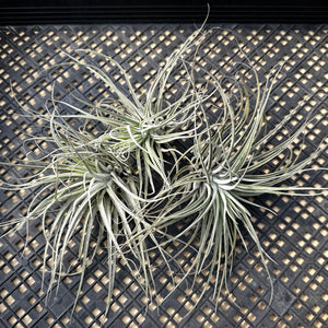 Tillandsia Oaxacana