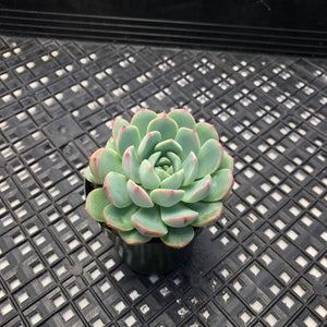 Echeveria ‘Polonaise’