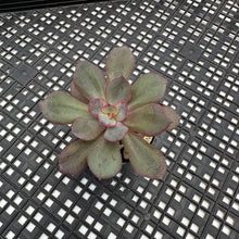 Load image into Gallery viewer, Echeveria sp.