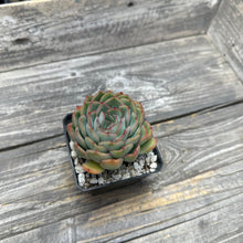 Load image into Gallery viewer, Echeveria ‘Lime Pink’