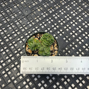 Crassula ‘Dorothy’