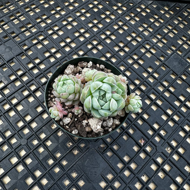 Echeveria ‘Sugar Princess’