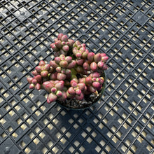 Load image into Gallery viewer, Crassula elegans