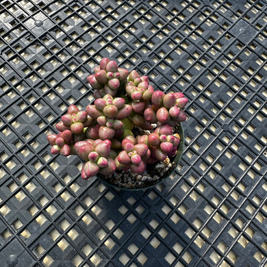 Crassula elegans