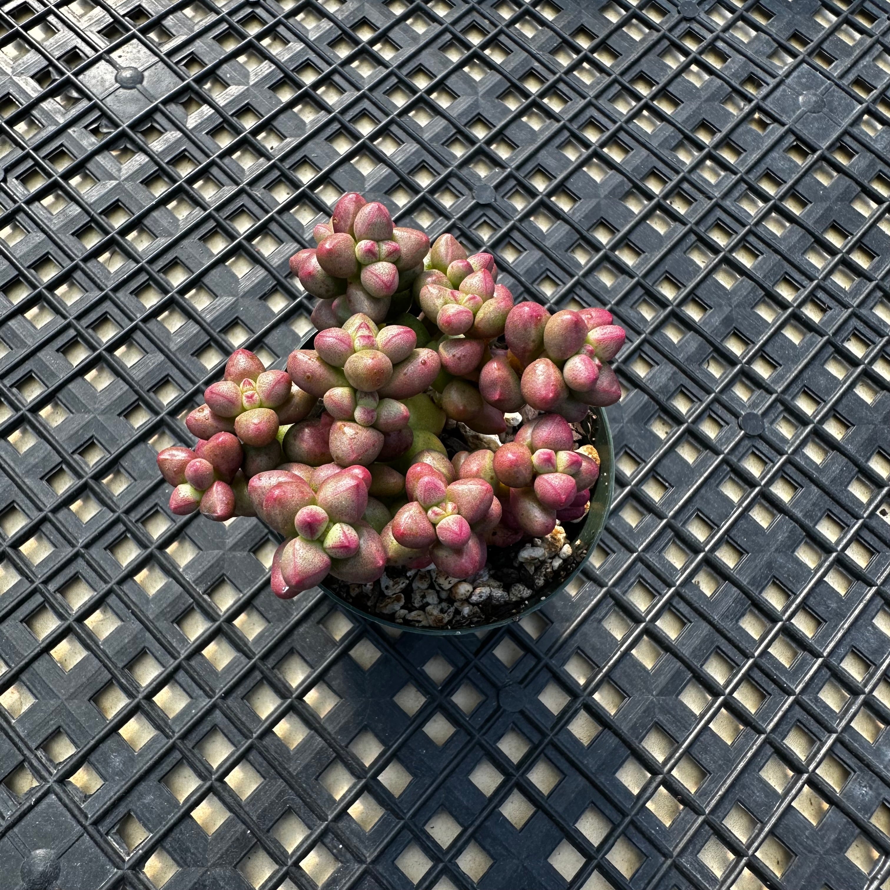 Crassula elegans