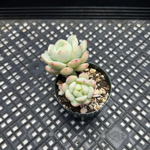 Load image into Gallery viewer, Sedeveria ‘Pudgy’