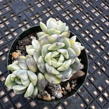 Load image into Gallery viewer, Echeveria Agavoides ‘Tinkerbell’ Variegated