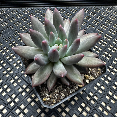 Pachyphytum ‘Red Dragonfly’ aka Red Angel Fingers