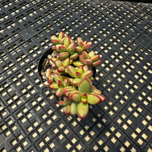 Load image into Gallery viewer, Crassula nudicaulis var. herrei