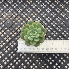 Load image into Gallery viewer, Echeveria ‘Red Top’