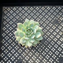 Load image into Gallery viewer, Echeveria ‘Prism’