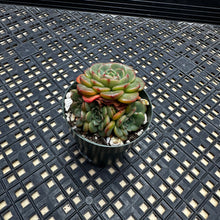 Load image into Gallery viewer, Echeveria ‘Sugar Baby’