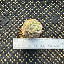 Load image into Gallery viewer, Echeveria Agavoides ‘Tinkerbell’ variegated