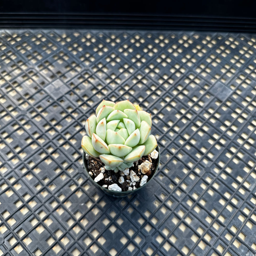 Echeveria Porima