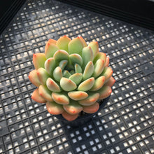 Load image into Gallery viewer, Echeveria ‘Chubby Lips’