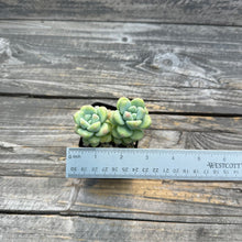 Load image into Gallery viewer, Sedum treleasei