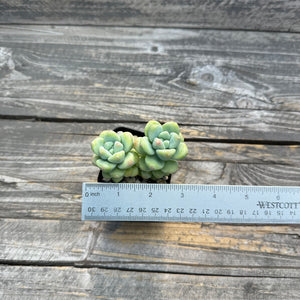 Sedum treleasei