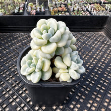 Load image into Gallery viewer, Sedum clavatum variegated