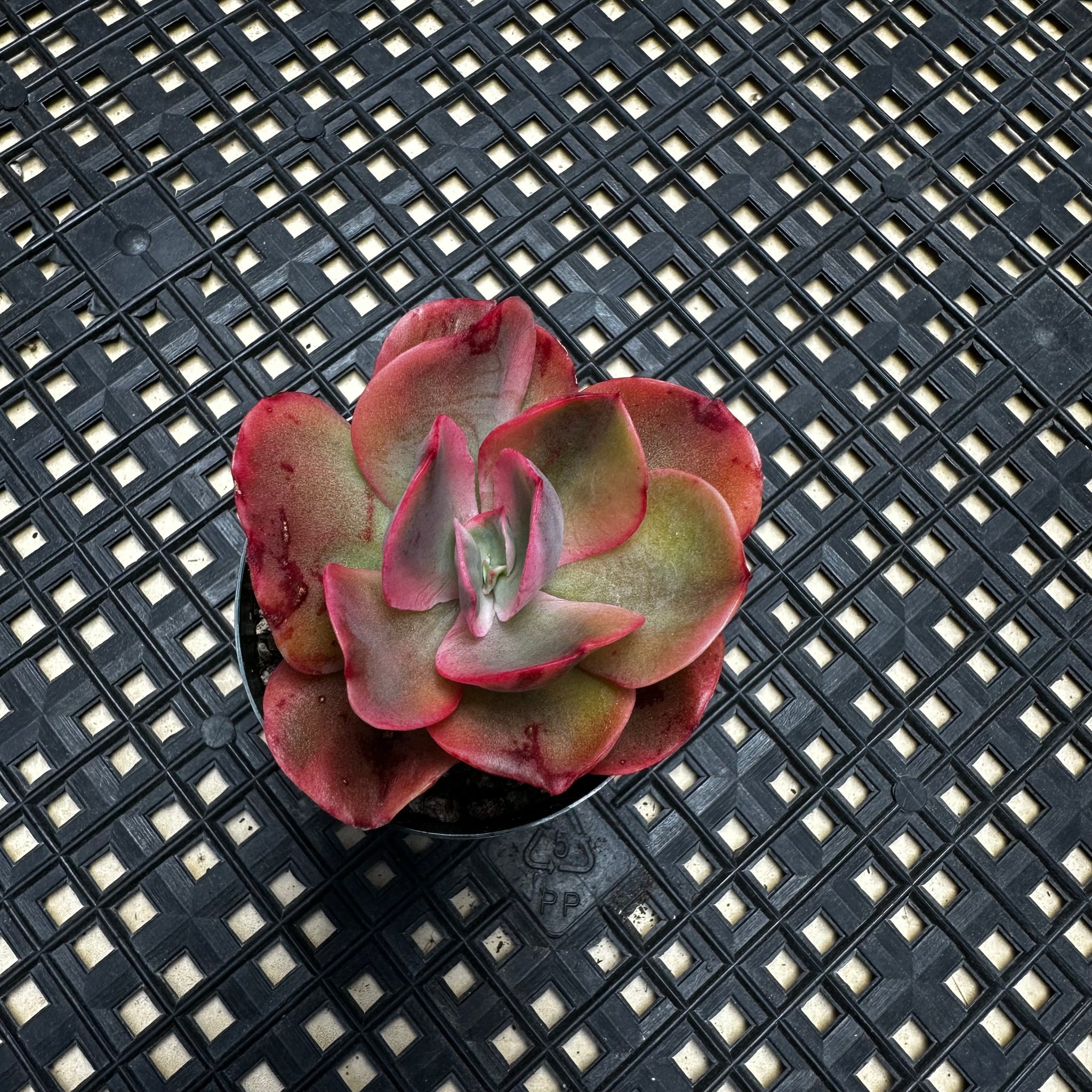 succulent rock rose Echeveria 'Rose Rock' Variegated – Chubby Leaf Succulents