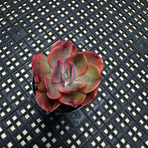Echeveria ‘Rose Rock’ Variegated