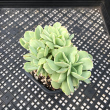 Load image into Gallery viewer, Echeveria ‘Mocha’ Variegated