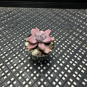 Graptoveria Variegated ‘Mrs Richards’