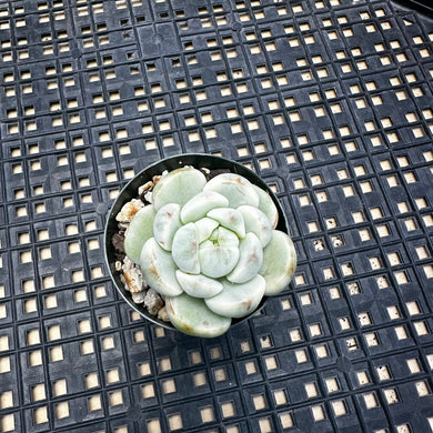 Sedeveria ‘Pudgy’ Variegated