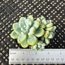 Load image into Gallery viewer, Sedum Clavatum