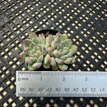 Load image into Gallery viewer, Echeveria ‘Mars’