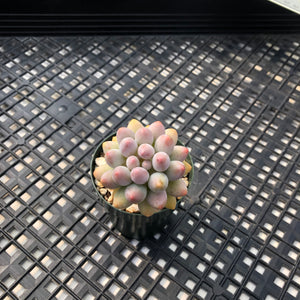 Pachyphytum ‘Machucae’ aka Baby Fingers