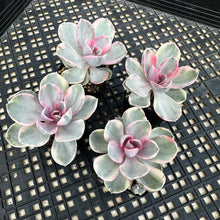 Load image into Gallery viewer, Echeveria ‘Rainbow’ Variegated