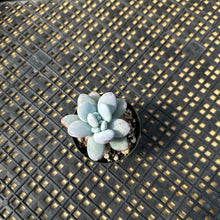 Load image into Gallery viewer, Pachyphytum Cuicatecanum