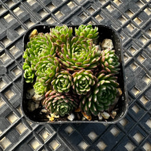Load image into Gallery viewer, Echeveria v. Atomy
