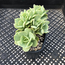 Load image into Gallery viewer, Echeveria ‘Mocha’ Variegated
