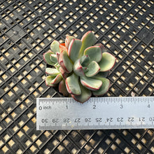Load image into Gallery viewer, Echeveria ‘Misellosa’