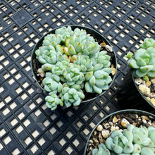 Load image into Gallery viewer, Sedum perezdelarosae