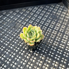 Load image into Gallery viewer, Echeveria ‘Lime Pink’