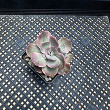 Load image into Gallery viewer, Echeveria ‘Rose Rock’ Variegated