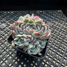 Load image into Gallery viewer, Echeveria ‘Primera’