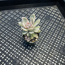 Load image into Gallery viewer, Pachyveria Pachyphytodies Variegated