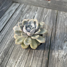 Load image into Gallery viewer, Echeveria  ‘Pixie’