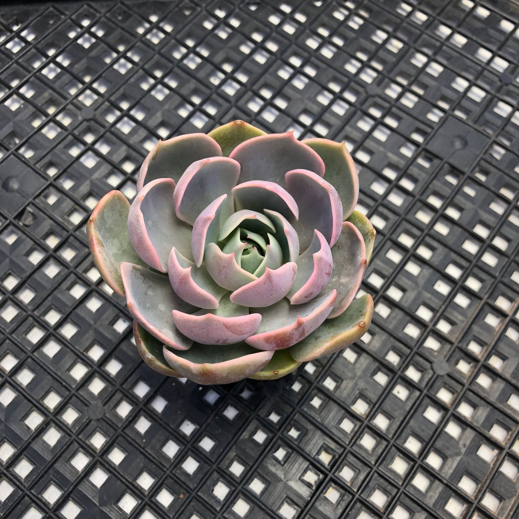 Sedeveria ‘Blue Lotus’