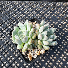 Load image into Gallery viewer, Echeveria ‘Pebbles’