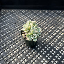 Load image into Gallery viewer, Graptoveria titubans