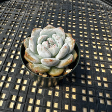 Load image into Gallery viewer, Echeveria ‘Orange Monroe’