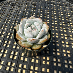 Echeveria ‘Orange Monroe’