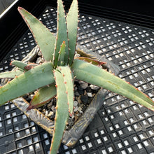 Load image into Gallery viewer, Aloe suprafoliata “Mustache Aloe” Variegated